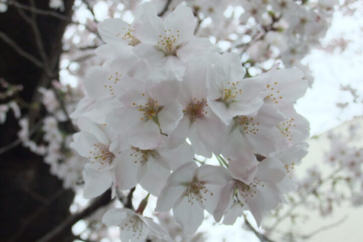 夜桜に癒される町